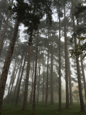 Foto Pohon alam hutan rumput