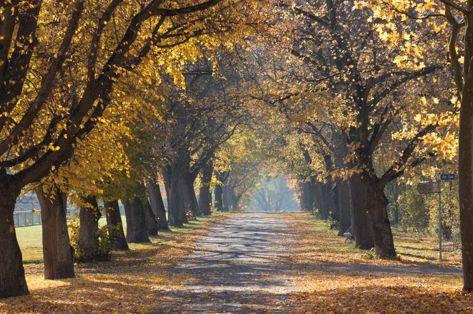 Drzewo natura las ścieżka