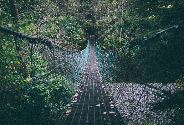 木 森 ロープ 橋 写真