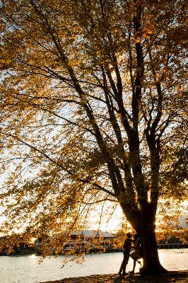 Baum natur zweig schnee Foto