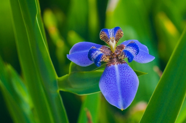 Plant photography flower petal Photo