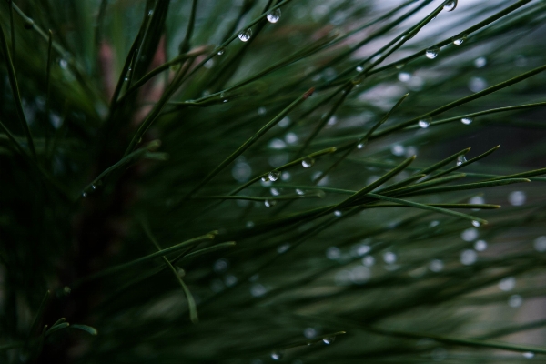 Tree water grass branch Photo