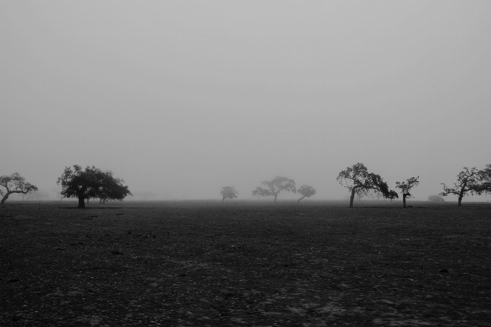 Arbre horizon nuage noir et blanc
