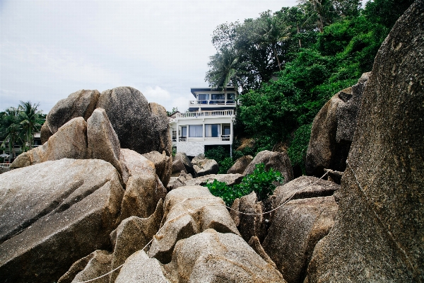 海 树 自然 rock 照片