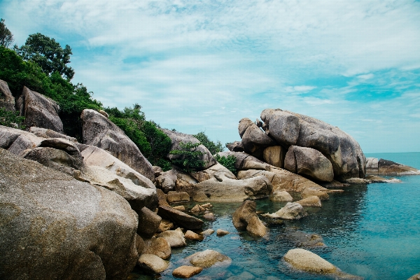 海 海岸 树 rock 照片