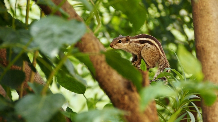 Tree nature branch animal Photo