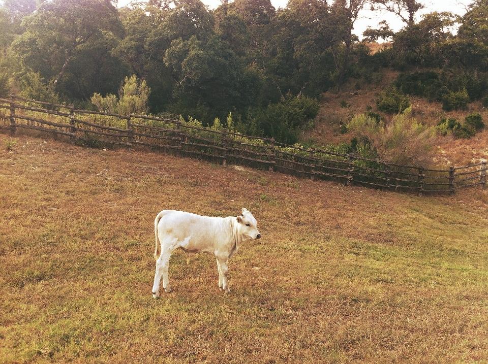 Césped cerca campo granja