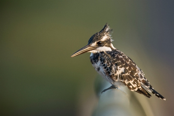 自然 鳥 羽 野生動物 写真