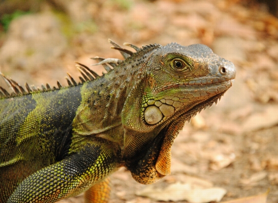 Nature animal wildlife reptile Photo