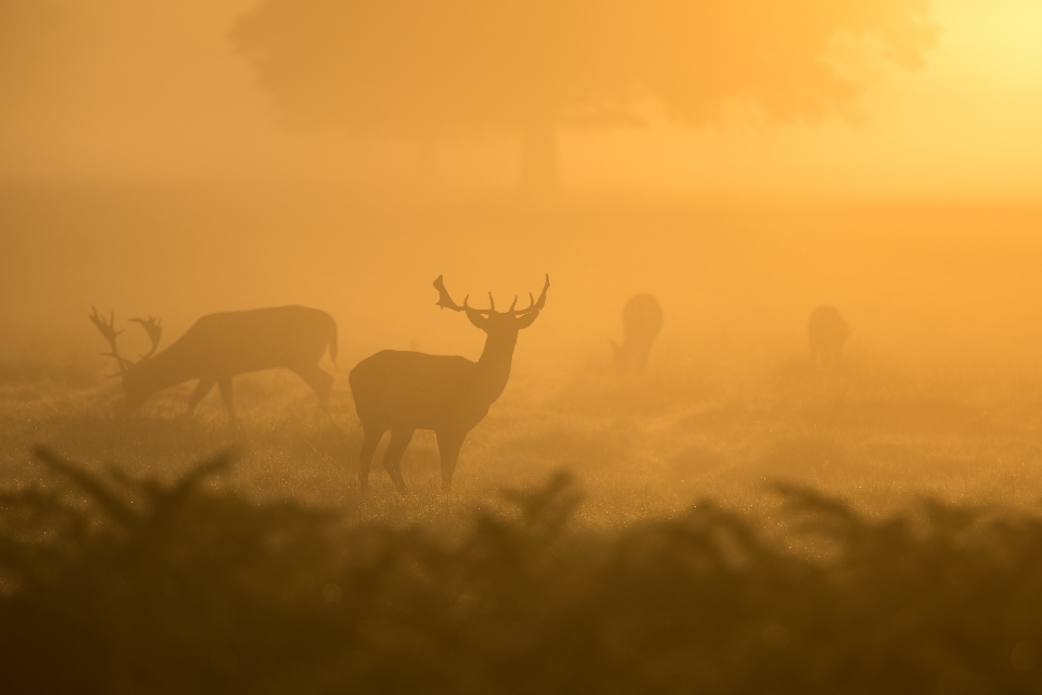 Fog sunrise mist prairie