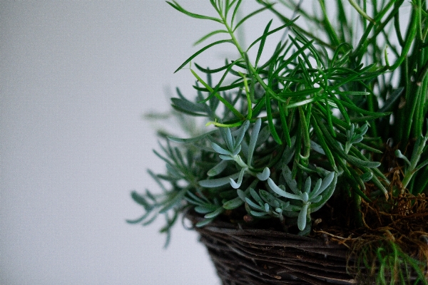 草 ブランチ 植物 葉 写真