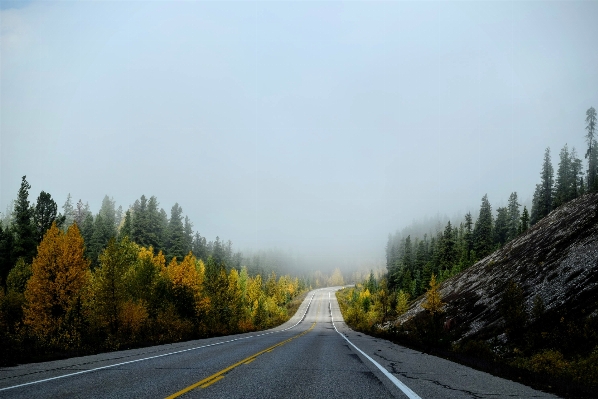 Tree mountain fog road Photo