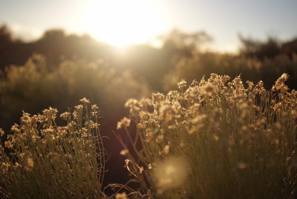 Tree nature grass horizon