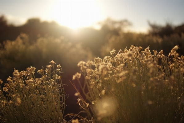 Tree nature grass horizon Photo