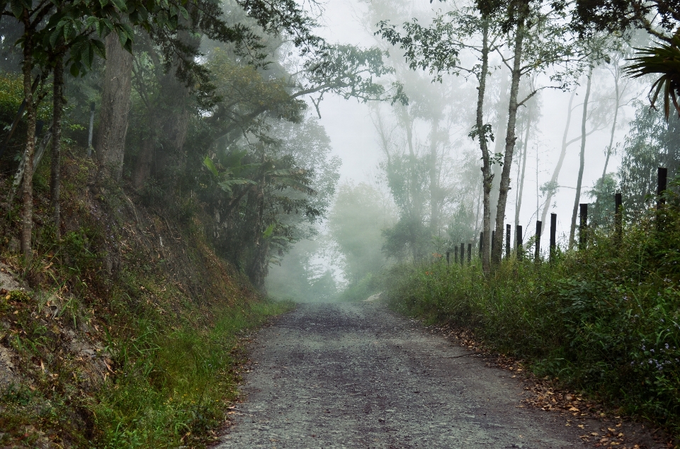 Pohon alam hutan gurun
