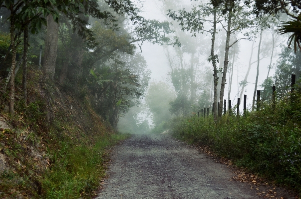 Tree nature forest wilderness Photo