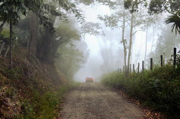 Tree nature forest wilderness Photo