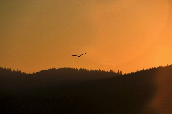 Mountain bird sun sunrise Photo