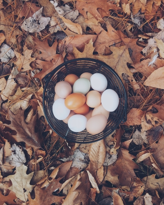 Leaf food autumn basket