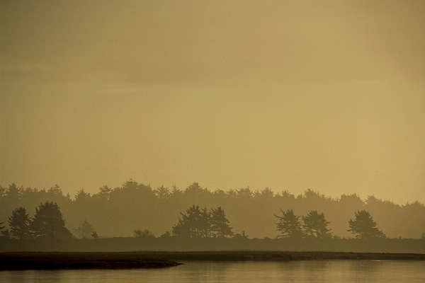 Sea tree treeline horizon Photo