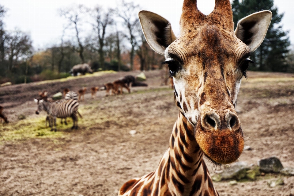 Animal animais selvagens mamífero fauna