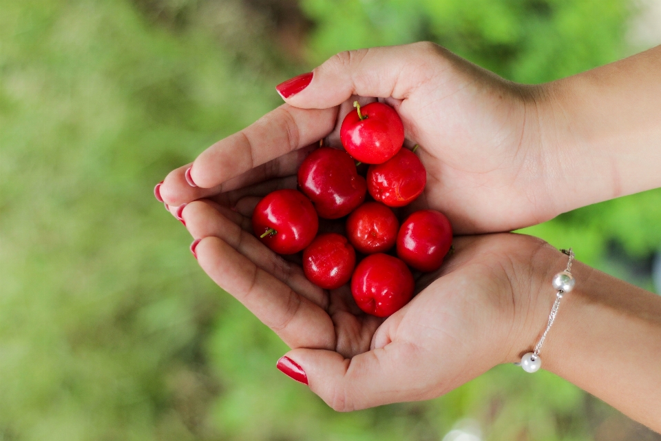 Hand apple plant fruit