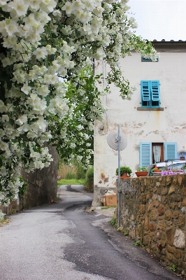 Tree plant road street Photo