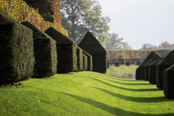 Photo Paysage arbre herbe usine