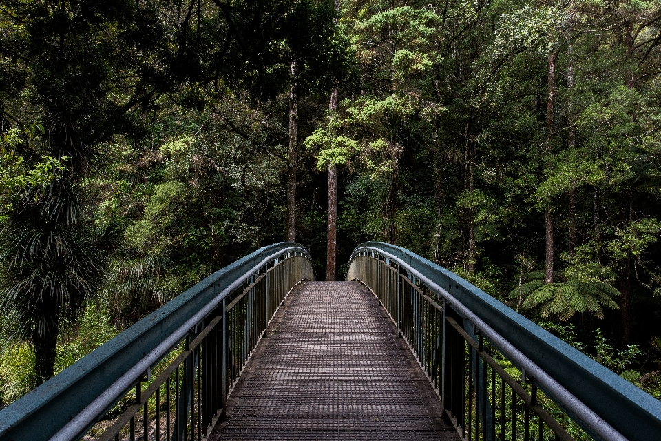 Tree nature forest outdoor