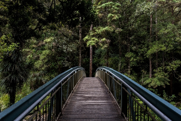 Tree nature forest outdoor Photo