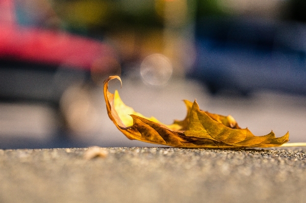 ブランチ ライト 植物 写真撮影 写真