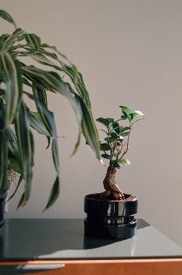 Branch plant leaf flower Photo