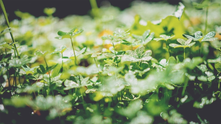 木 自然 草 ブランチ 写真