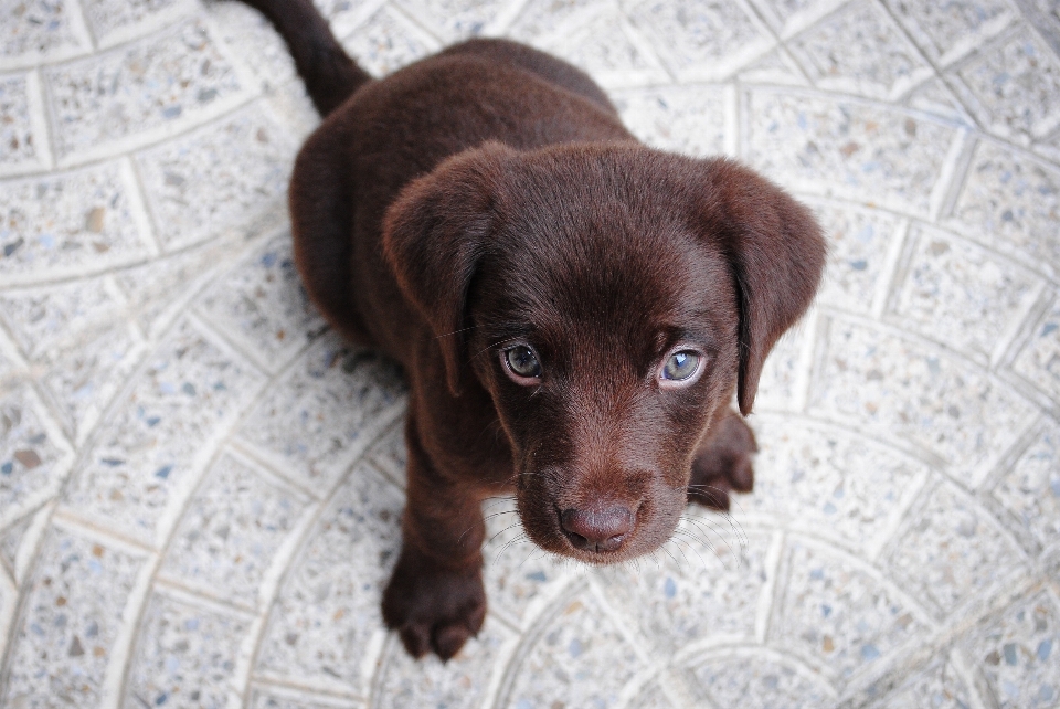 Filhote de cachorro animal bicho estimação