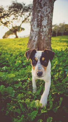 Welpe hund tier niedlich Foto