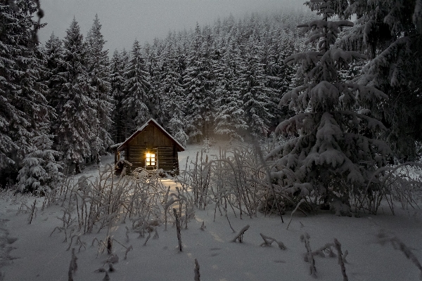 Фото дерево лес гора снег