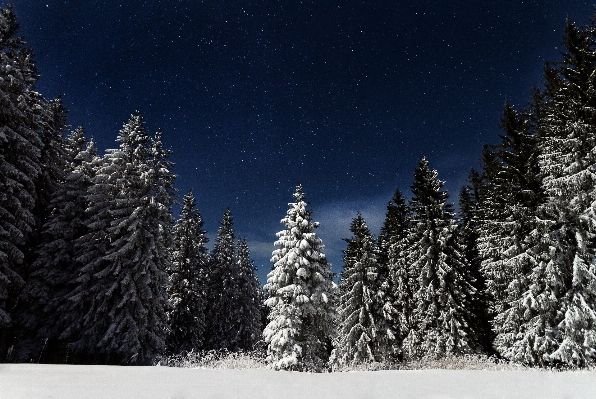 Foto Albero foresta montagna nevicare