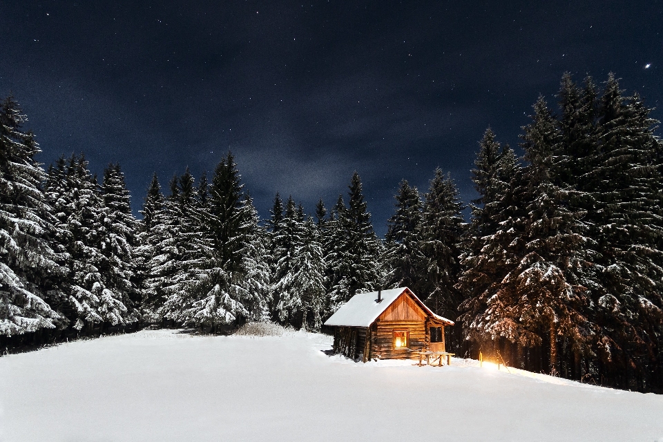 Tree forest mountain snow