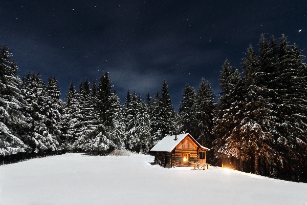 Tree forest mountain snow Photo