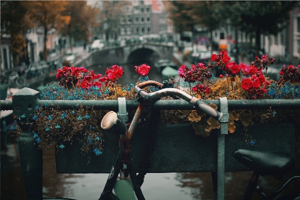 Bridge street flower bike Photo