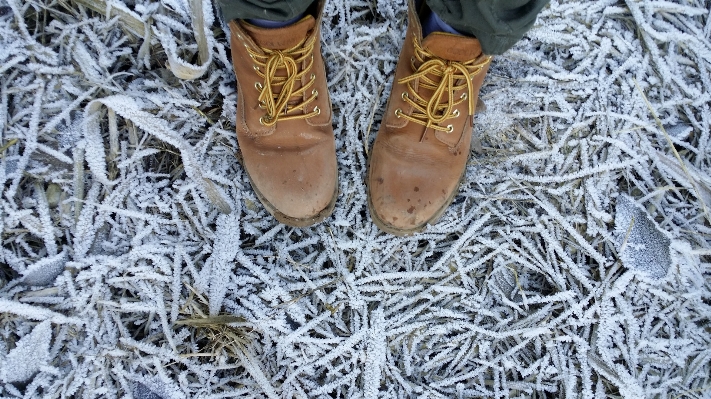 Фото ветвь обувь снег зима