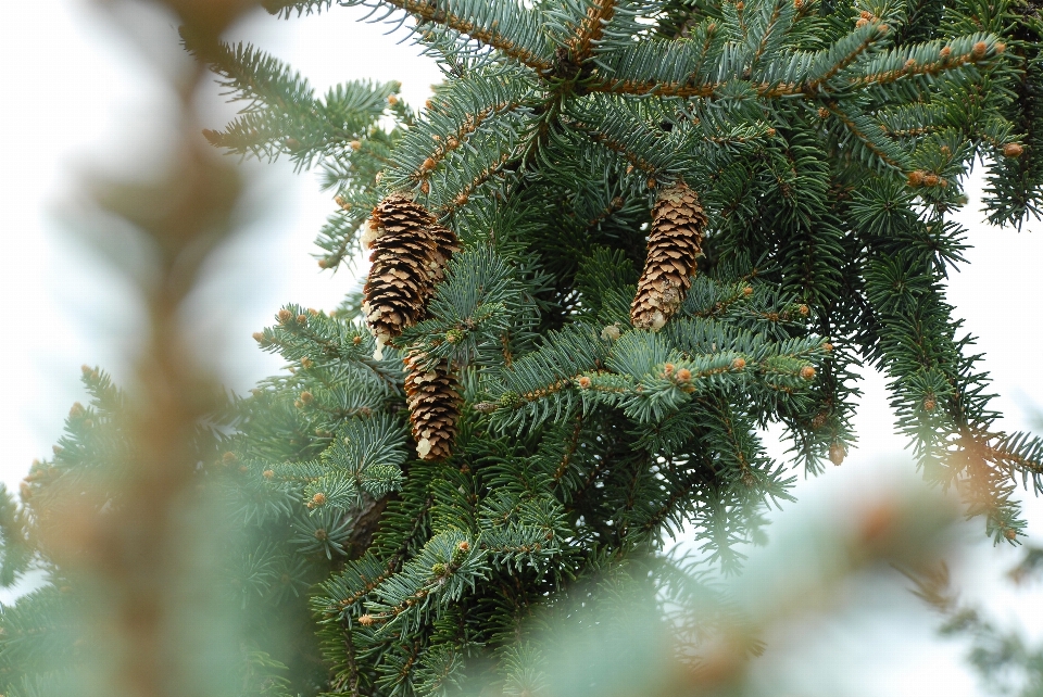 Arbre bifurquer usine pin