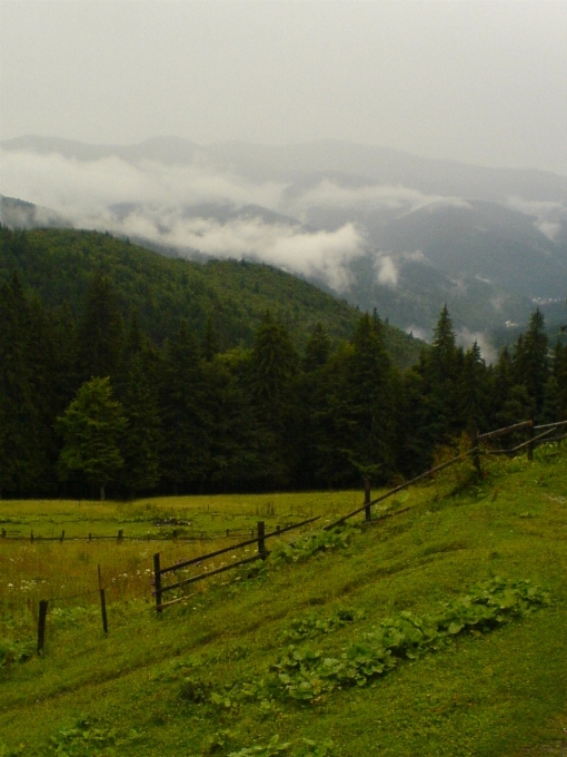 Paesaggio albero natura foresta