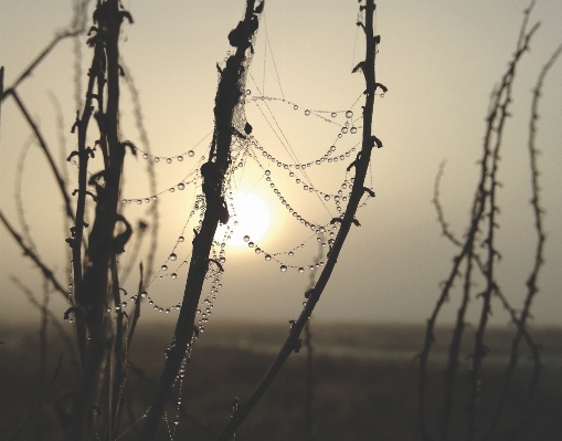 Foto árvore água natureza filial