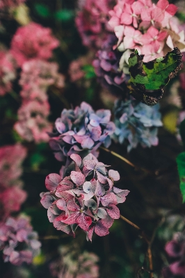 Natur zweig blüte anlage Foto