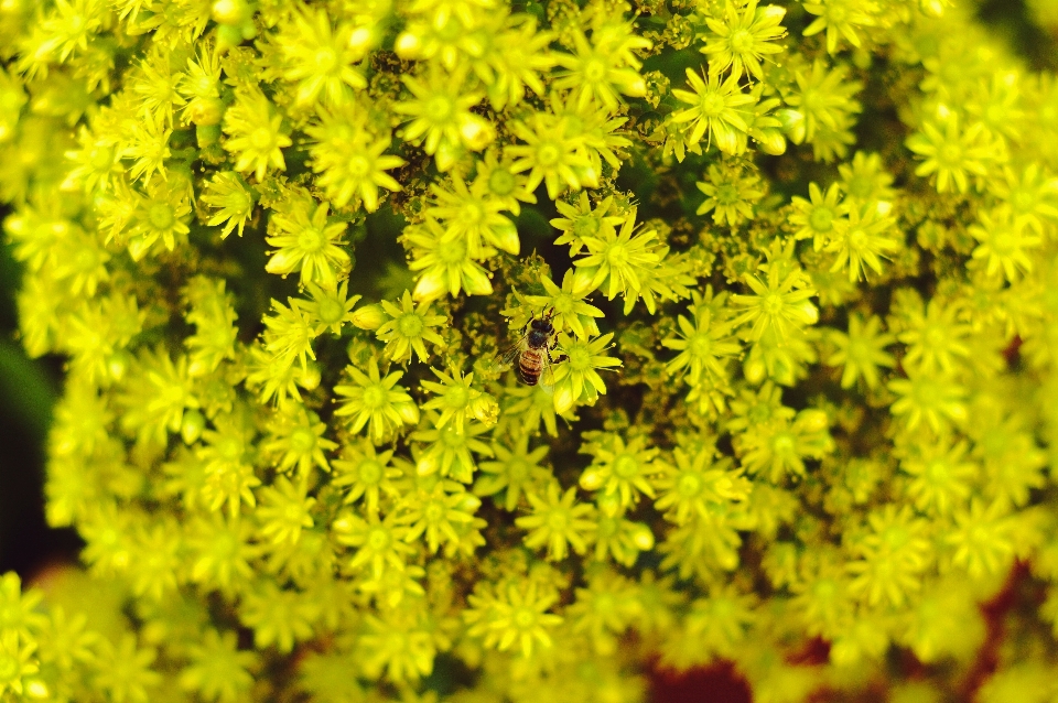 Florecer planta hoja flor