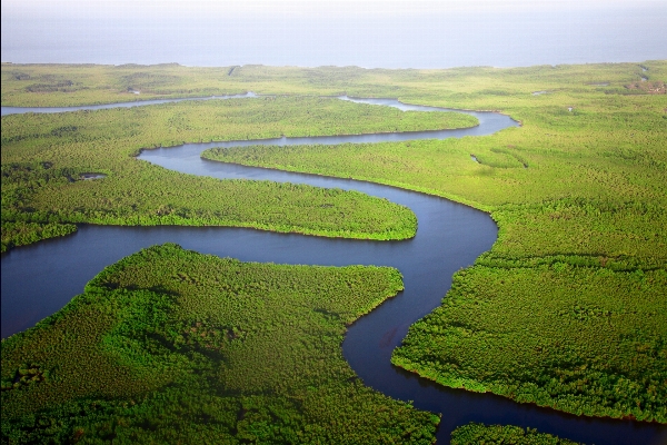 Landscape water forest marsh Photo