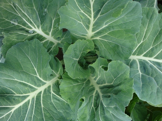 植物 葉 花 食べ物 写真