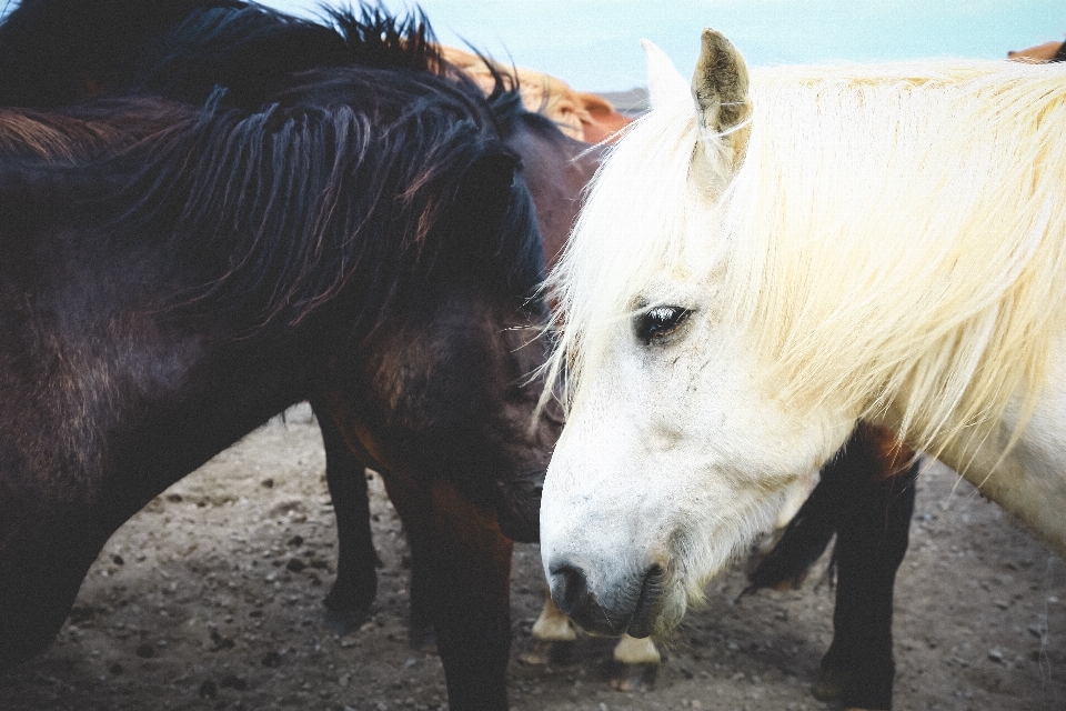 Animal rebaño caballo mamífero