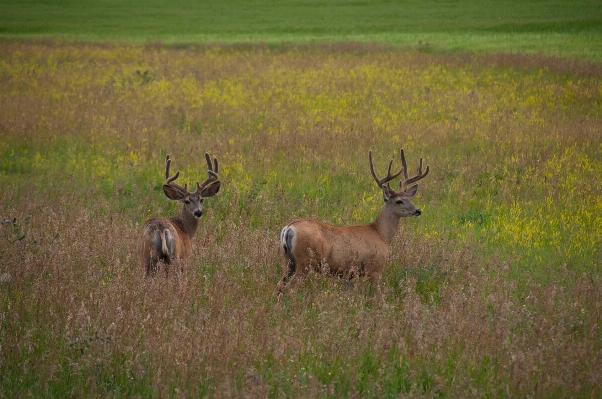 Grass field meadow prairie Photo